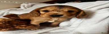 Cocker Spaniel 3