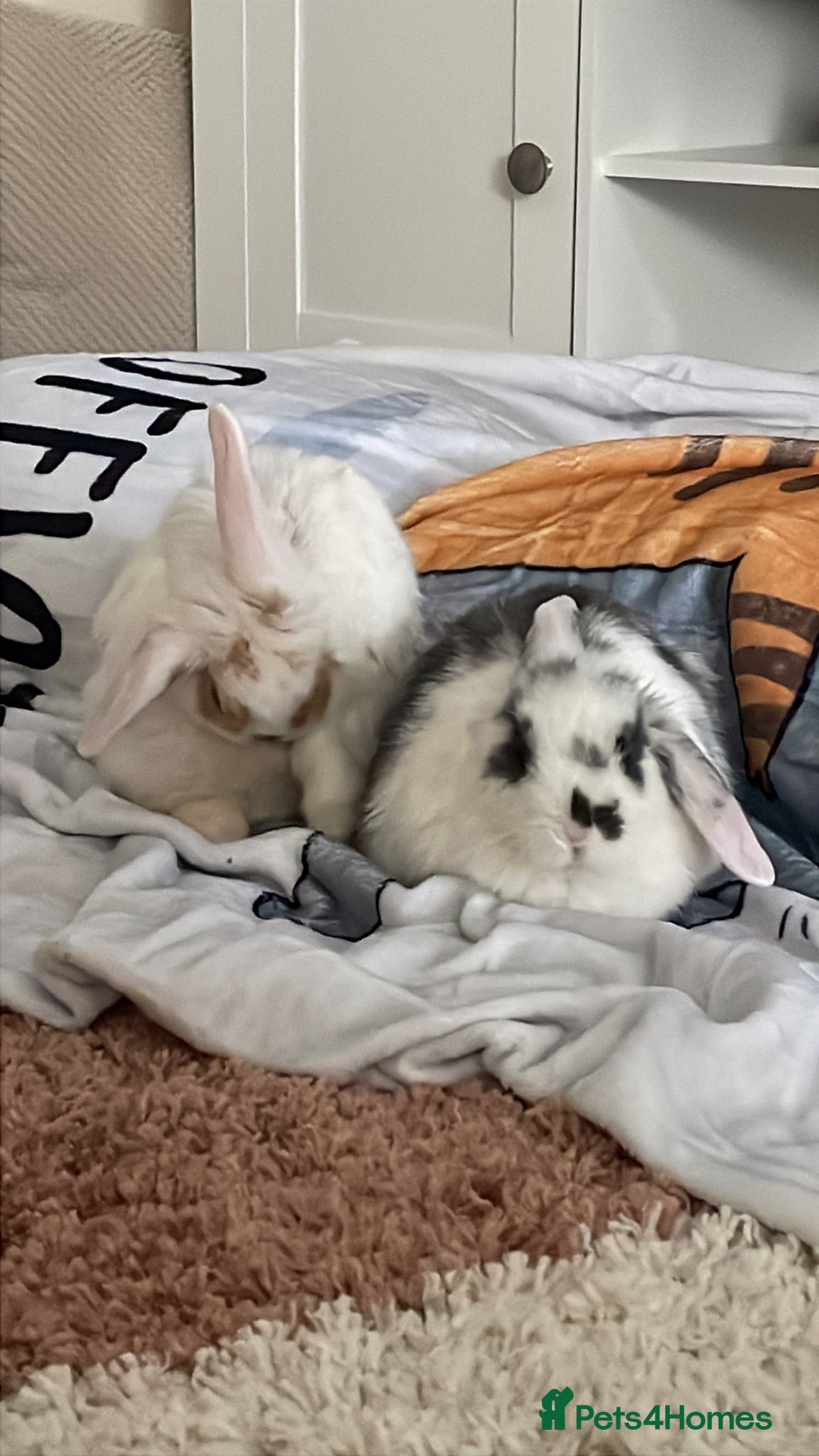 Mixed Breed rabbits Sausage and monkey  - Advert 2