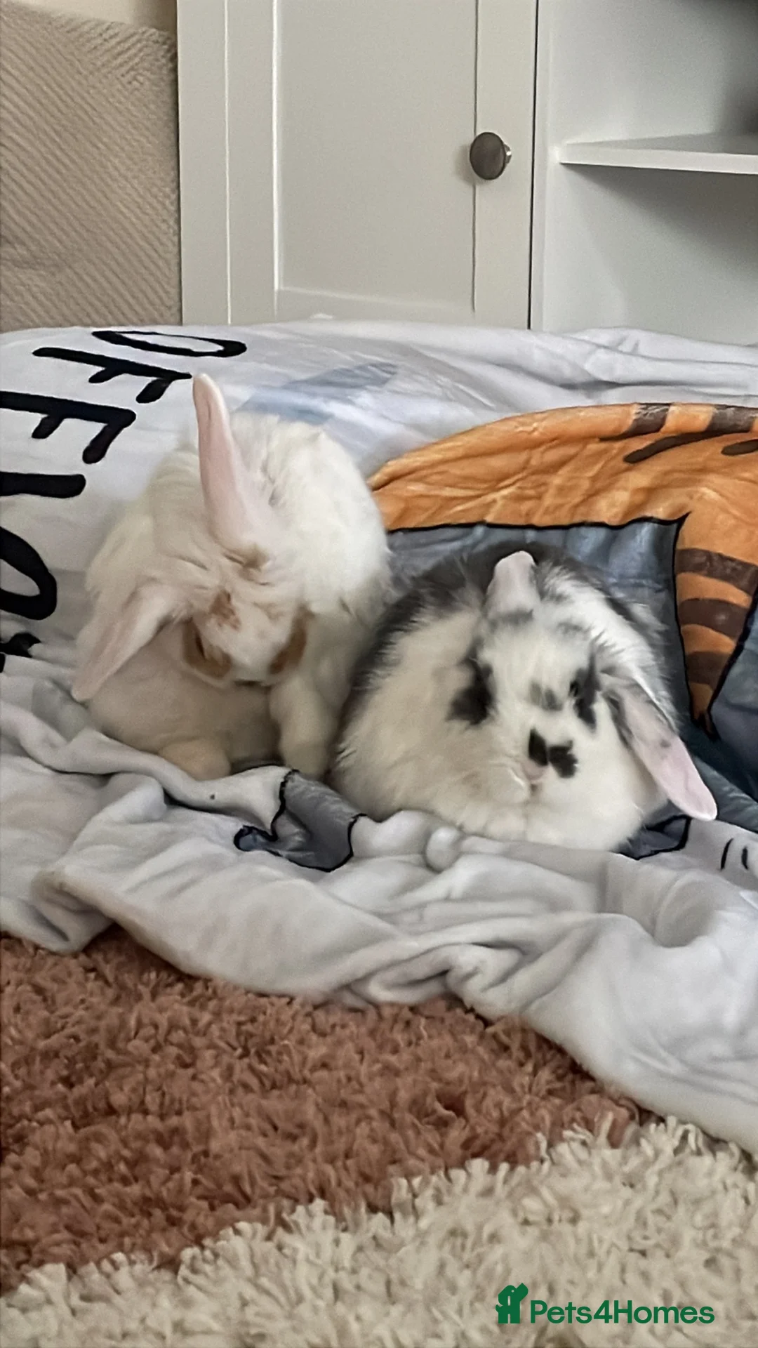 Mixed Breed rabbits for sale: Sausage and monkey  - Advert 1