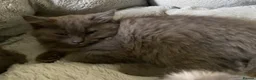 Mixed Breed cats for sale: Beautiful fluffy kittens available  - Advert 11