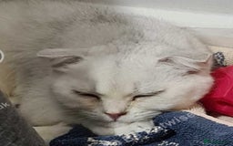 Scottish Fold cats for sale: Scotish fold male kitten - Image 2