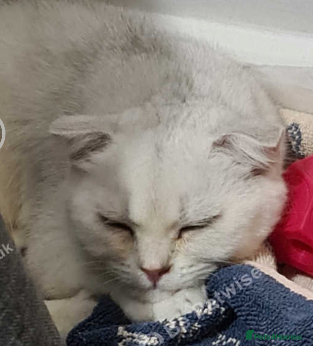 Scottish Fold cats for sale: Scotish fold male kitten - Image 2