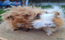 Guinea Pig rodents for sale: 2 super friendly male guinea pigs  - Image 2