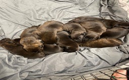 Mixed Breed dogs for sale: Staffy X Rottweiler puppies for sale - Image 4