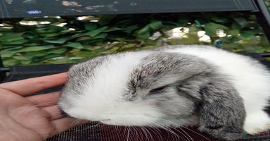 Mini Lop rabbits - Advert 4