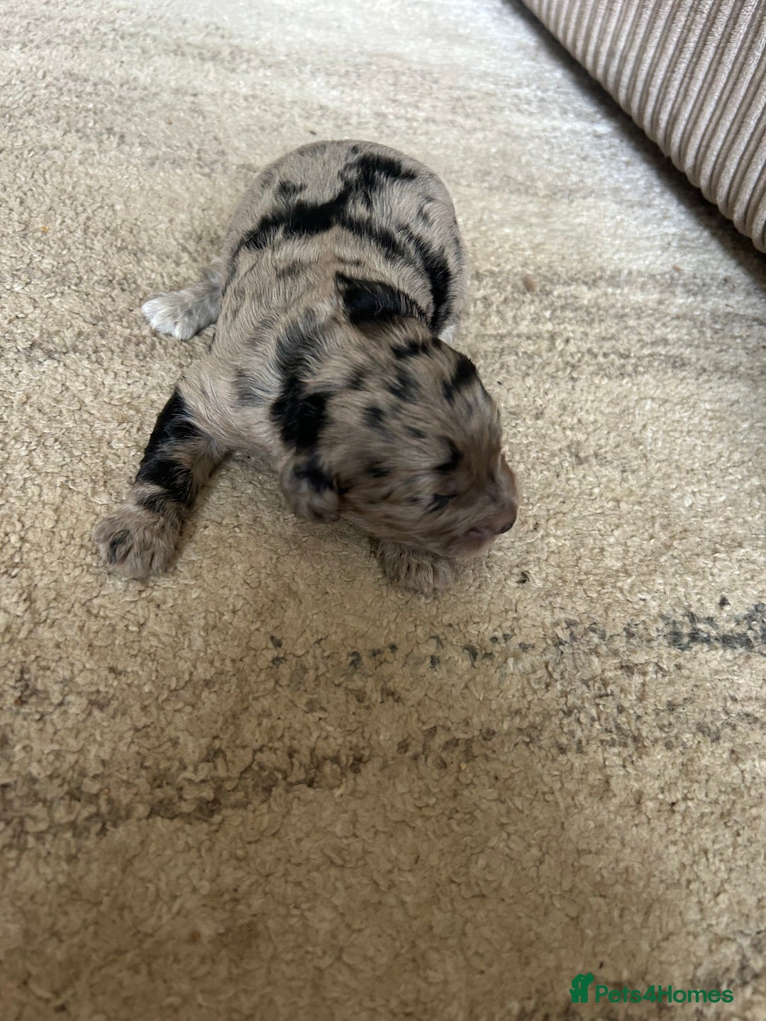 Cockapoo dogs for sale: Stunning F1 Cockapoo Puppies - Image 2