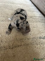 Cockapoo dogs - Advert 8