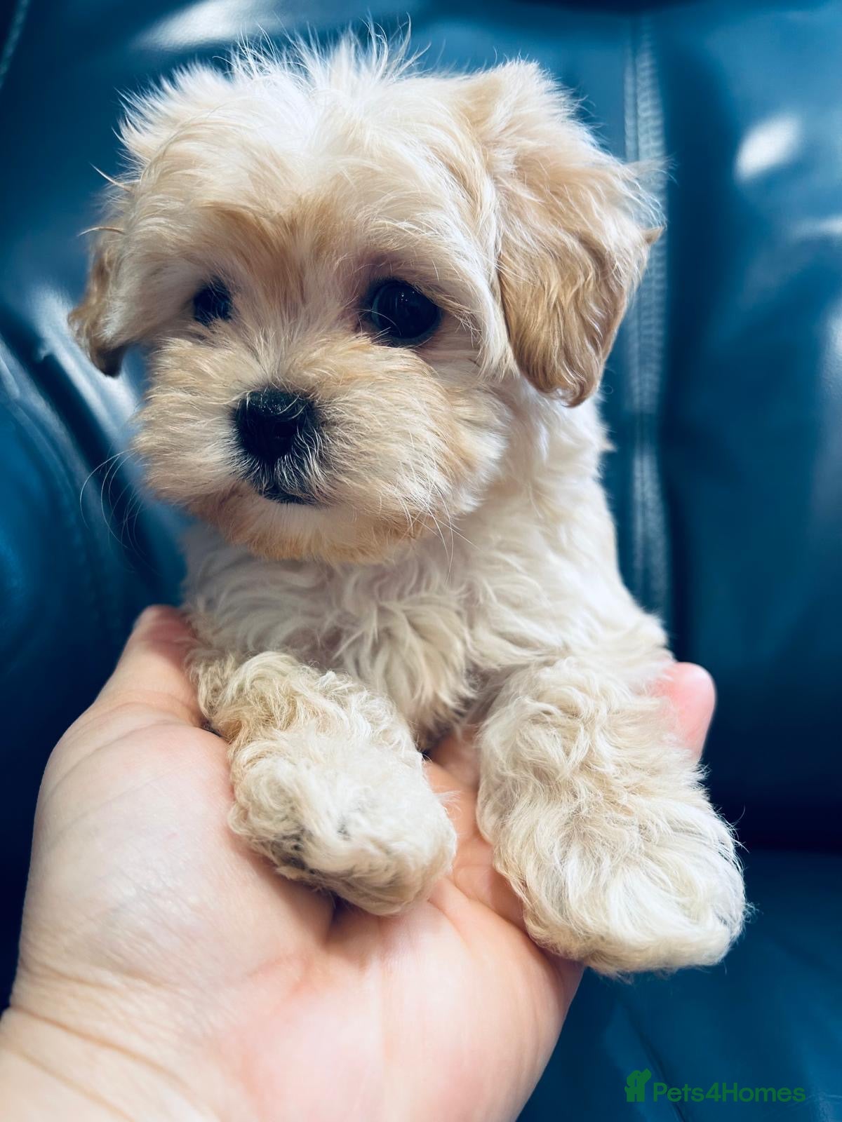 Maltipoo dogs Miniature Maltipoo Puppies - Advert 7