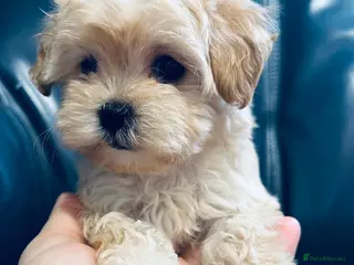 Maltipoo dogs Miniature Maltipoo Puppies - Advert 3
