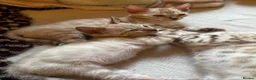 Bengal cats for sale: Bengal kittens blue eye snow and a green eye mink in Bradford - Advert 11