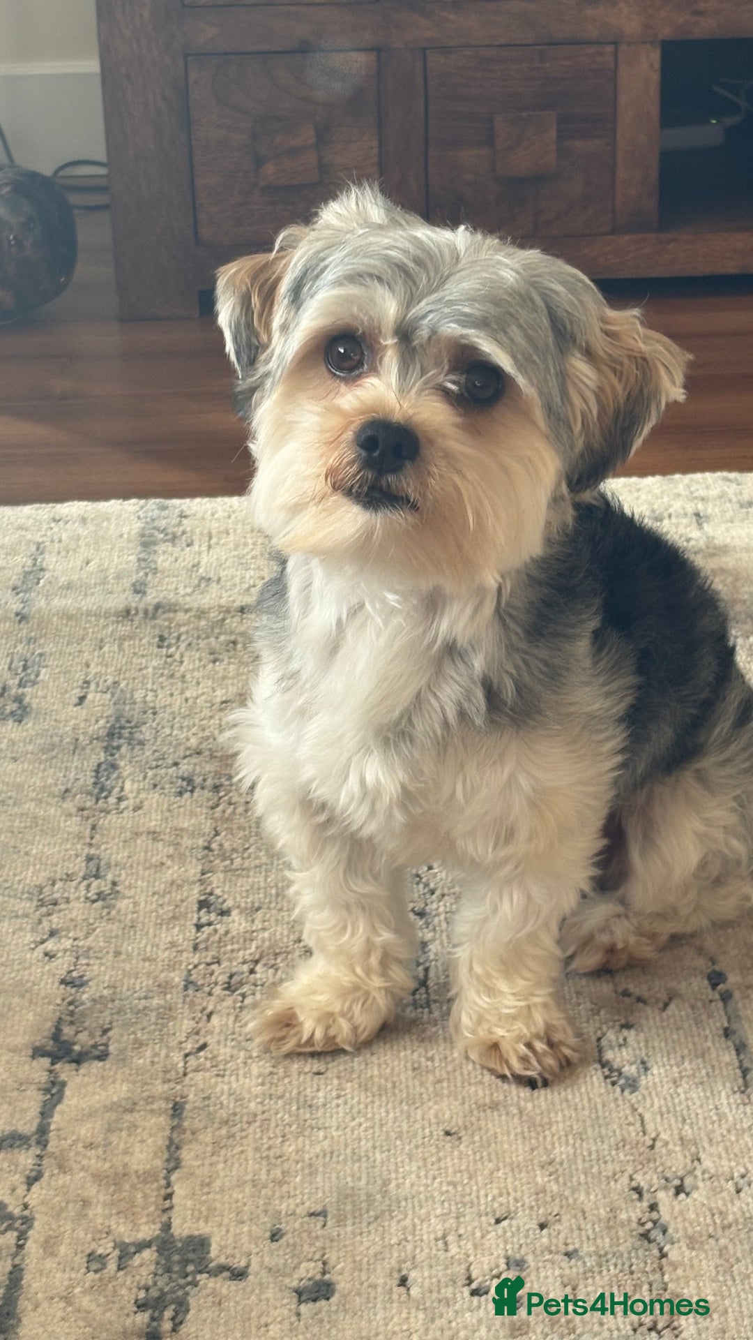 Morkie dogs for stud: Morkie Stud  - Advert 3