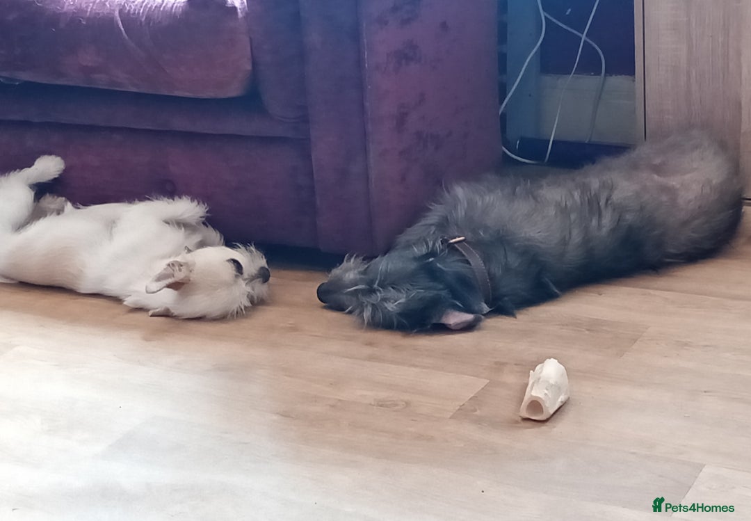 Mixed Breed dogs for sale: Female blue/grey lurcher - Image 4