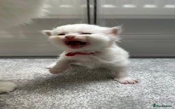 Ragdoll cats for sale: 5 beautiful and healthy Ragdoll kittens - Image 9