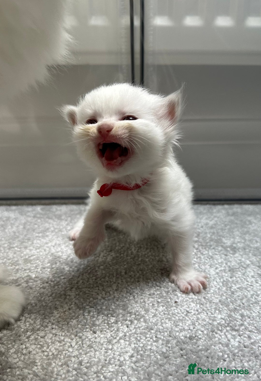 Ragdoll cats for sale: 5 beautiful and healthy Ragdoll kittens - Image 9