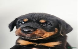 Rottweiler dogs for sale: READY NOW- Beautiful Rottweiler Puppies - Image 8