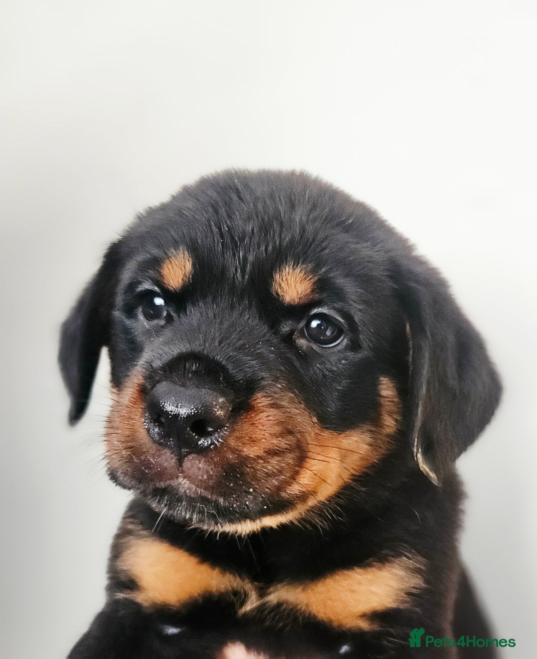 Rottweiler dogs for sale: READY NOW- Beautiful Rottweiler Puppies - Image 8