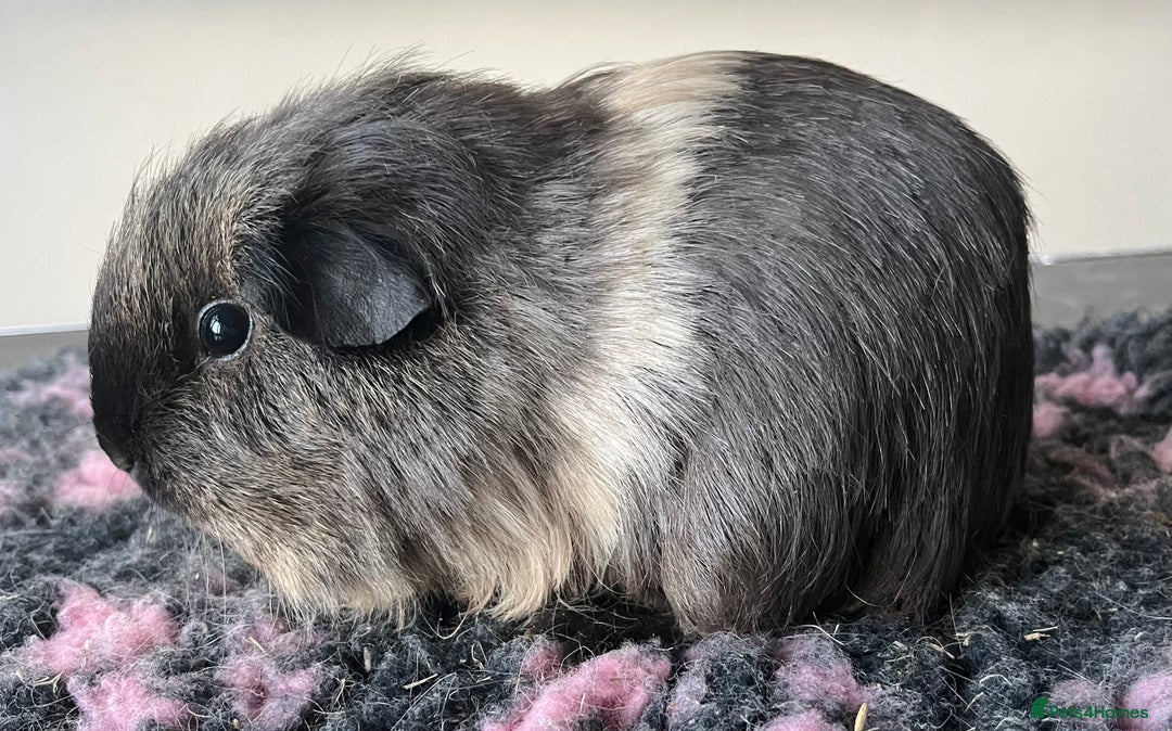 Guinea Pig rodents for sale: Female guinea pigs - Advert 12