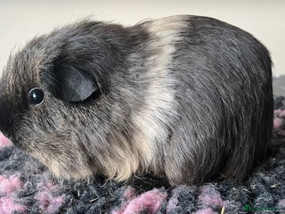 Guinea Pig rodents Female guinea pigs - Advert 13
