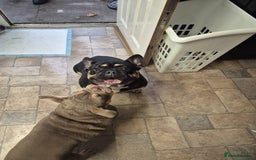 Mixed Breed dogs for sale: French bulldog  - Image 3