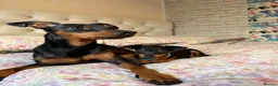 Miniature Pinscher dogs for sale: Miniature Pinscher Puppies for sale  - Advert 27