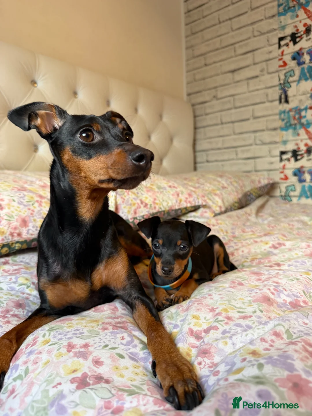 Miniature Pinscher dogs for sale: Miniature Pinscher Puppies for sale  - Advert 27