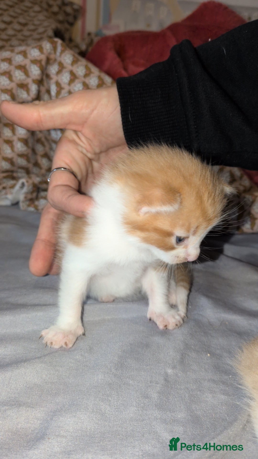 Mixed Breed cats for sale: Mixed breed - Advert 13