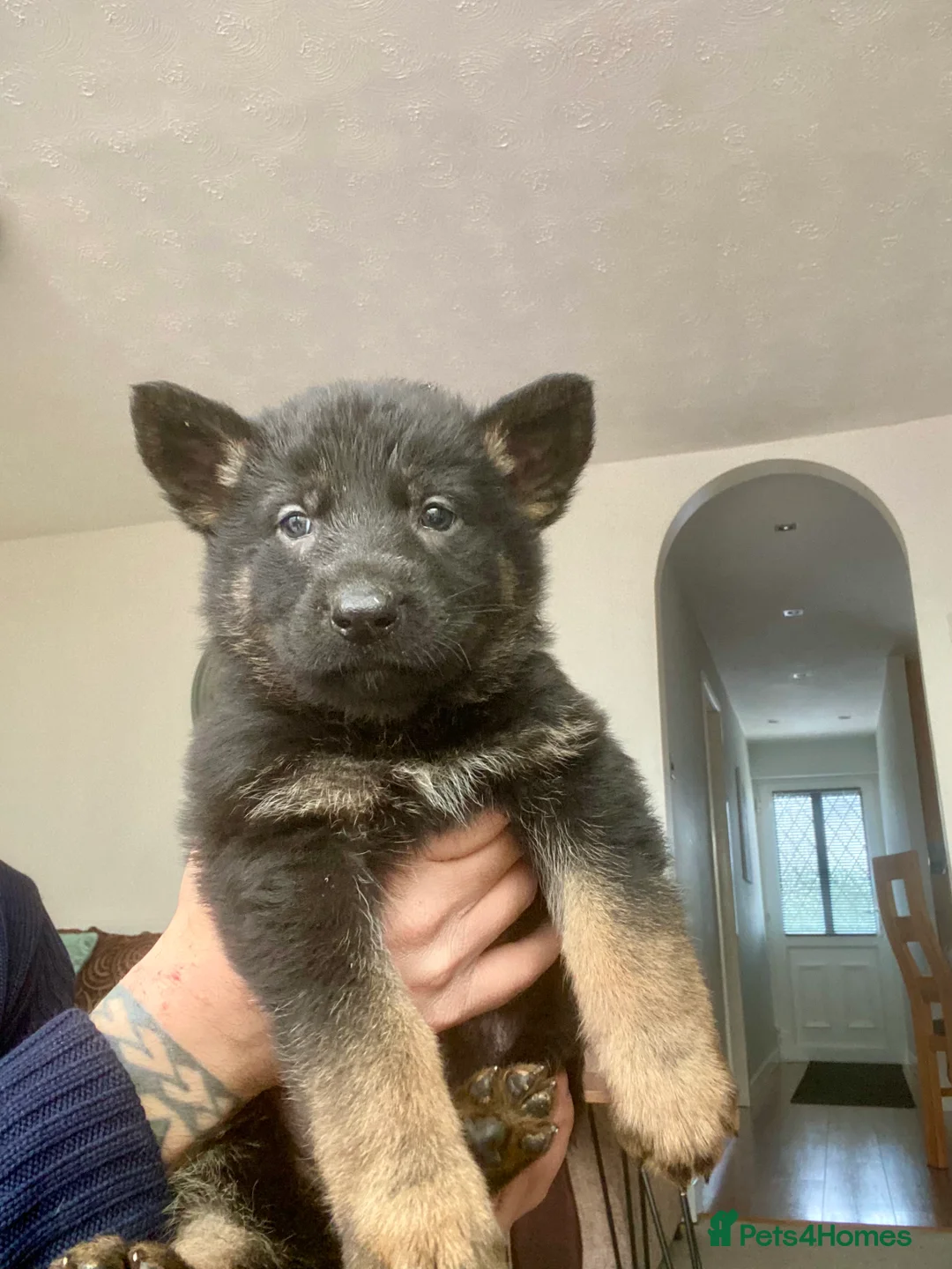 German Shepherd dogs for sale: German shepherd puppies  - Advert 5