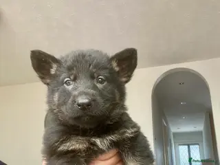 German Shepherd dogs German shepherd puppies - Advert 12