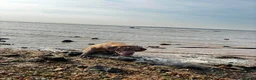 Neapolitan Mastiff dogs for sale: Female Neapolitan Mastiff (6 months old)  - Advert 4