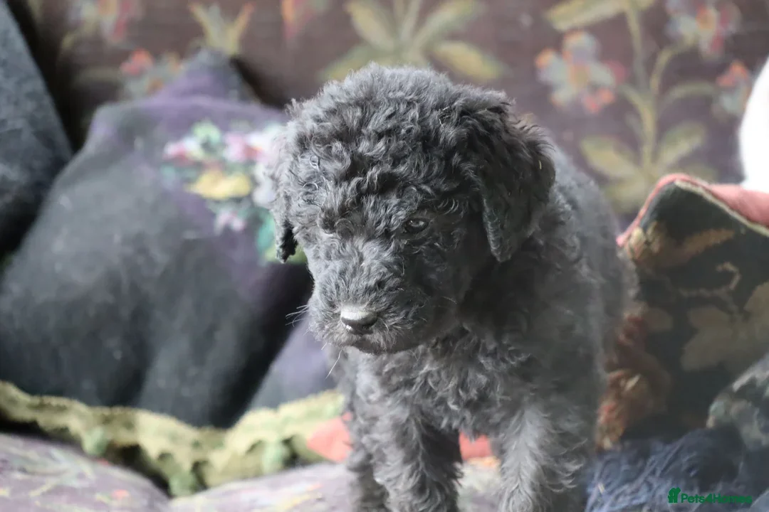 Labradoodle dogs for sale: F3 Labradoodle Puppies Licenced Breeder - Image 8