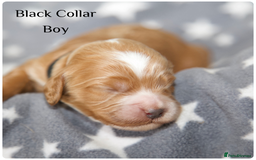 Cockapoo dogs for sale: Gorgeous Fox Red Cockapoo Puppies avail 15/12/25 - Image 28