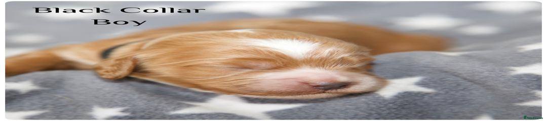 Cockapoo Puppy Black Collar