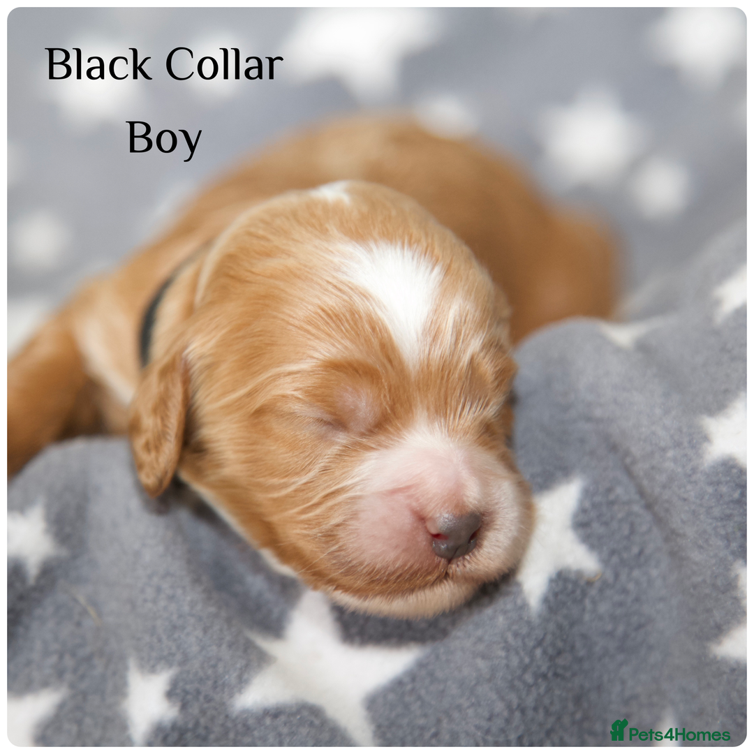 Cockapoo dogs for sale: Gorgeous Fox Red Cockapoo Puppies avail 15/12/25 - Image 28