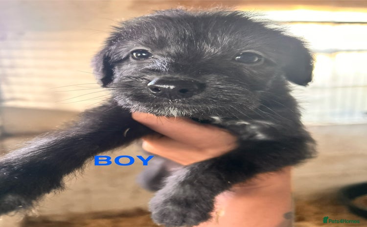 Mixed Breed dogs - Advert 1