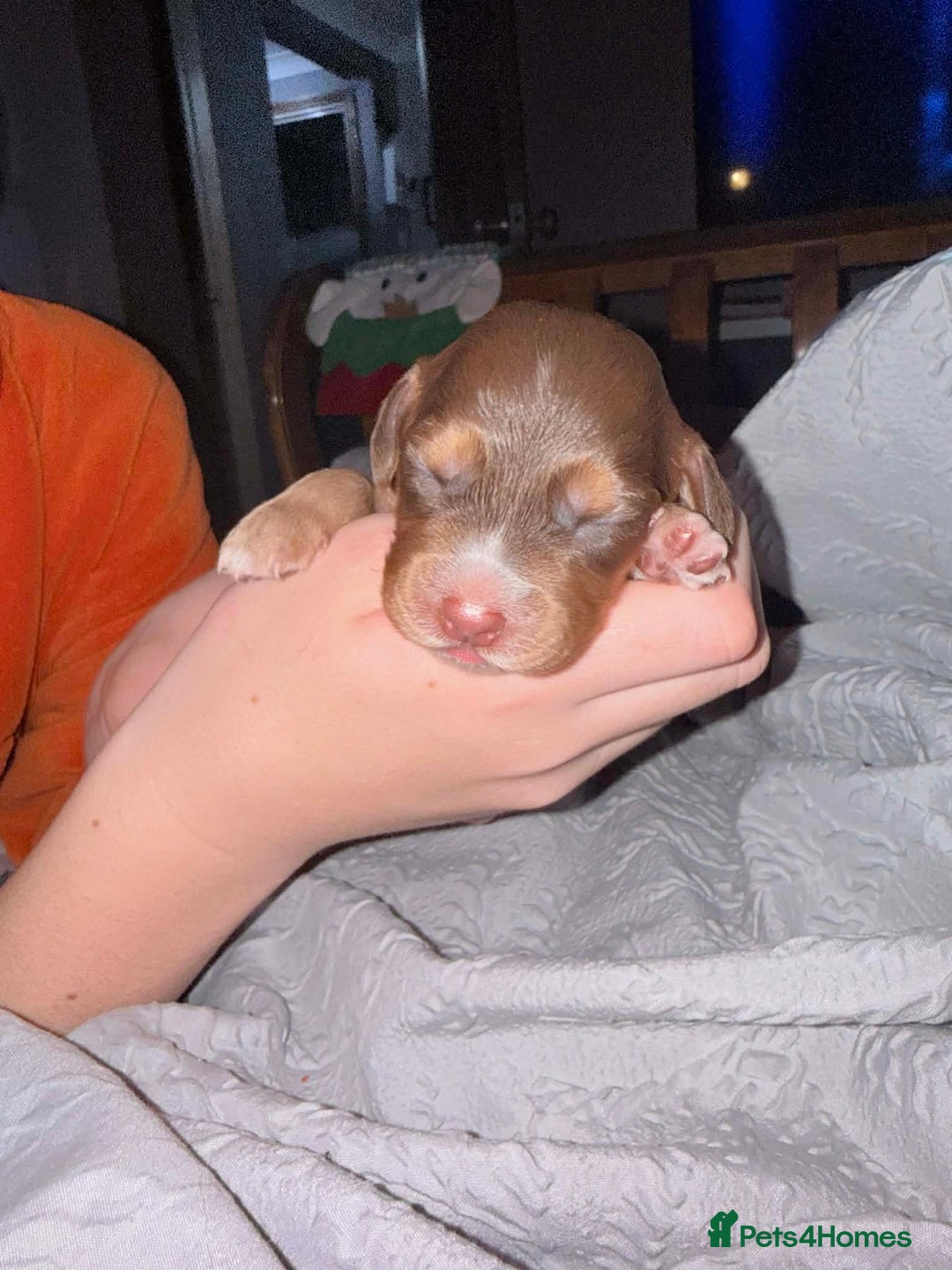 Sprocker dogs for sale: Sprocker Puppies for Sale, Mother Pure Bred Cocker - Advert 6