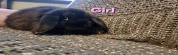 Mini Lop rabbits for sale: Very Tame Mini lop Boy & Girl 10 weeks - Advert 3