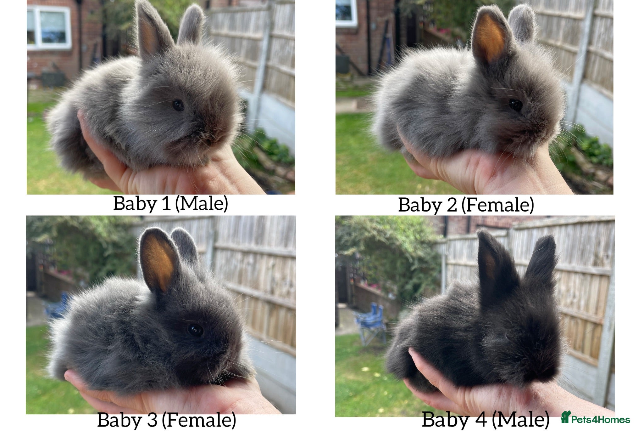 Angora rabbits Baby Angora x Lionheads Looking for new homes. - Advert 1
