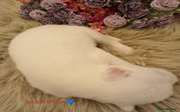 Siberian Husky dogs for sale: Siberian Husky puppies - Advert 6