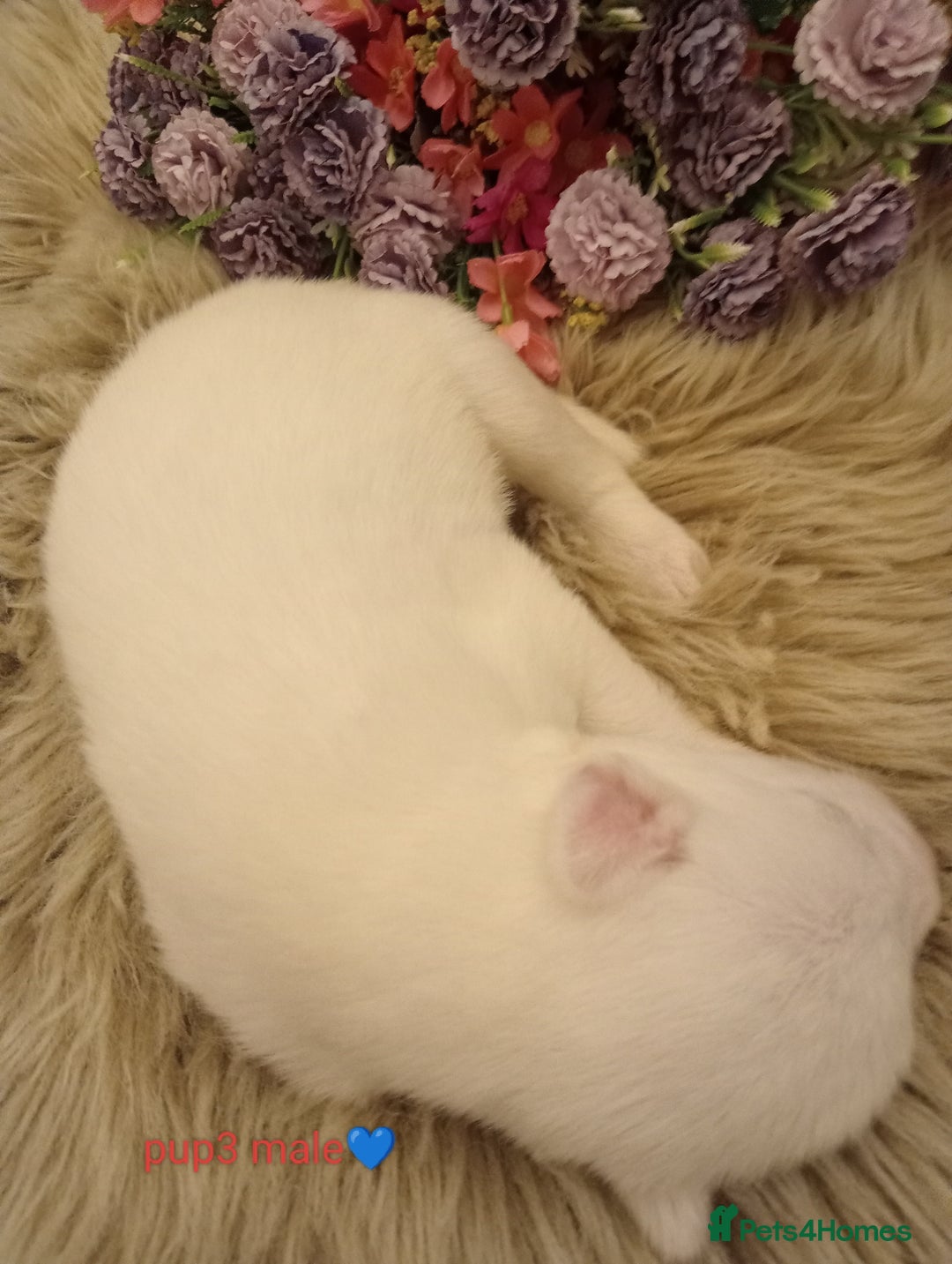 Siberian Husky dogs for sale: Siberian Husky puppies - Advert 6