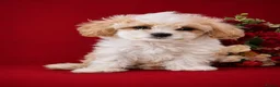 Cavapoochon dogs for sale: Extensively Health tested Ready to leave now 💕 - Advert 9