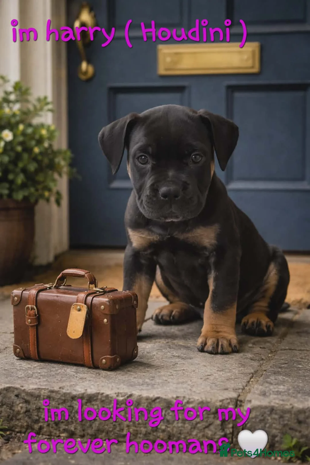 Old Tyme Bulldog dogs for sale: Beautiful litter in Leeds - Advert 2