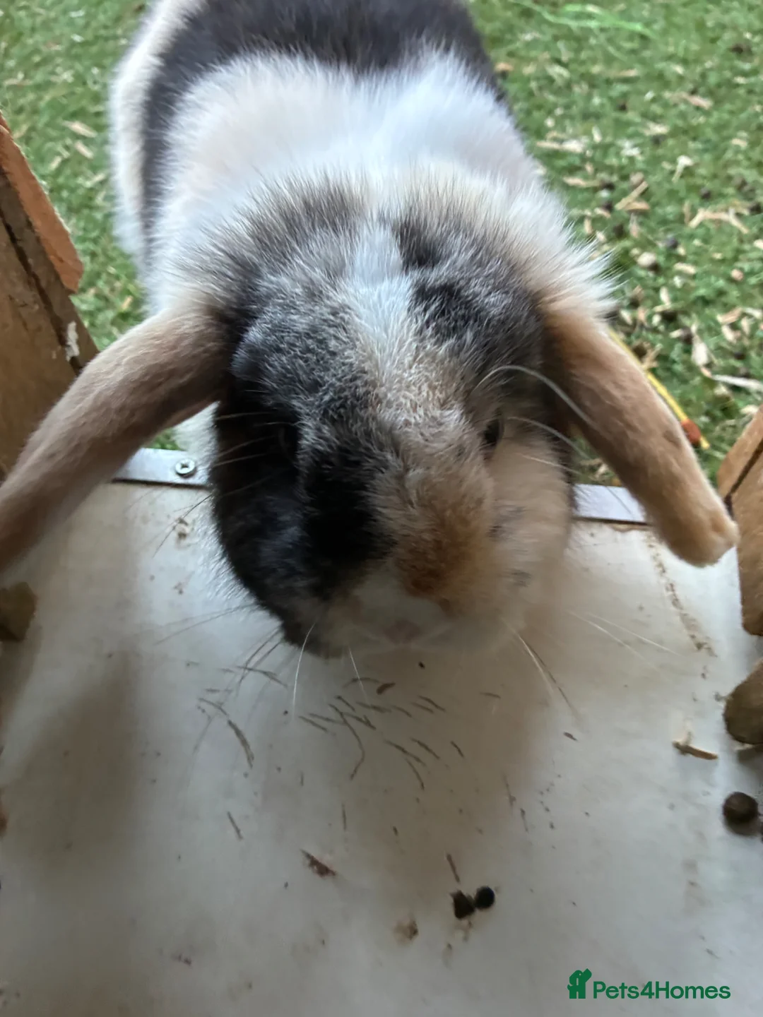 Budgerigars birds for sale: Baby mini lop males rabbits  - Advert 2