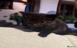 British Shorthair cats for sale: Black British Shorthair Kittens - Image 2