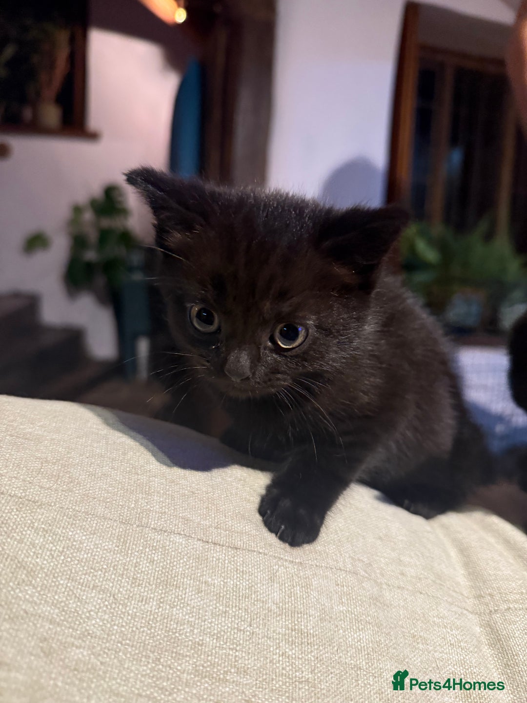 British Shorthair cats for sale: Black British Shorthair Kittens - Image 2