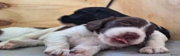 English Springer Spaniel dogs for sale: KC Working Springer Spaniel Puppies Great Pedigree - Advert 4