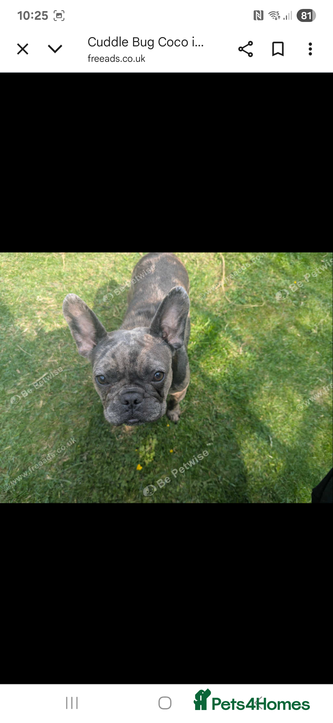 French Bulldog dogs for sale: Cuddle bug Coco - Image 5