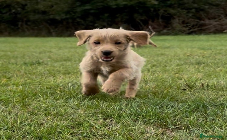 Labradoodle dogs - Advert 9