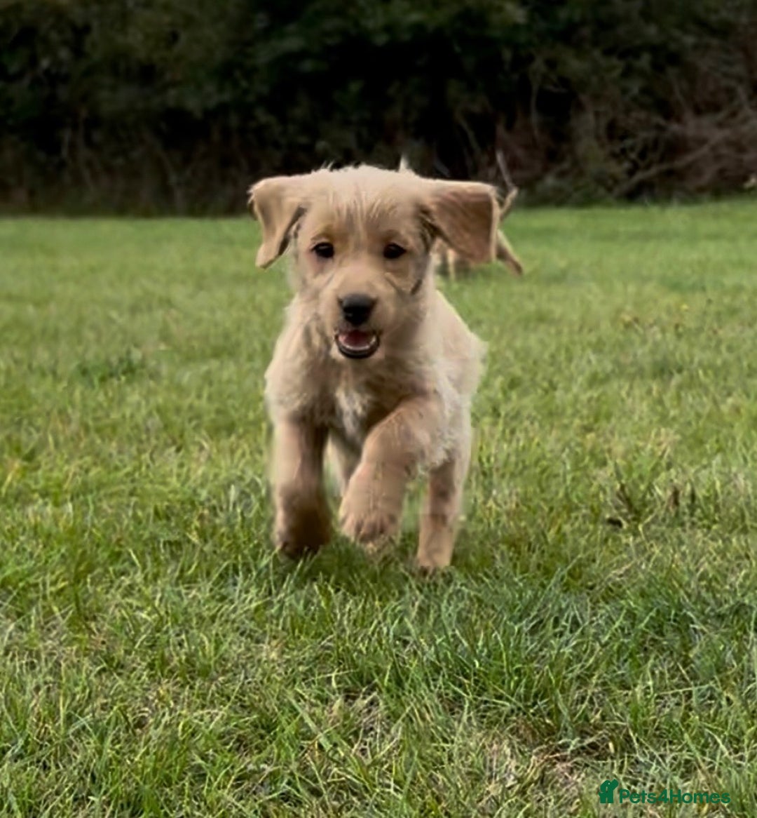 Labradoodle dogs for sale: Stunning miniature Labradoodle READY NOW!! - Image 1