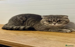 Scottish Fold cats for sale: Scottish Fold - Adorable Indoor Cats  - Image 3
