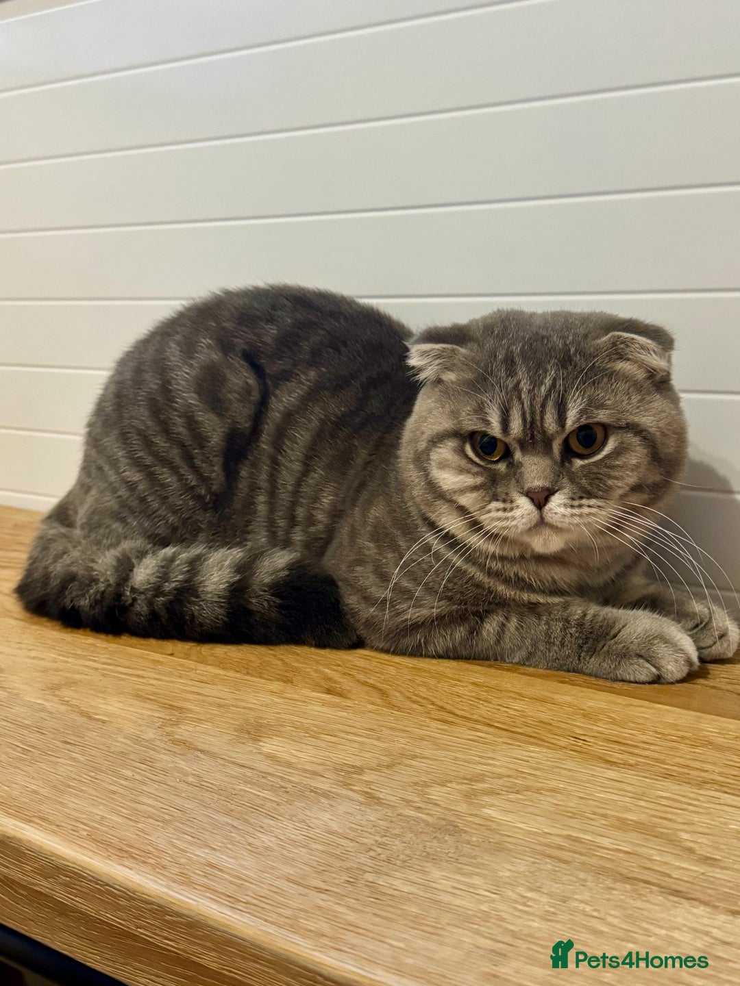 Scottish Fold cats for sale: Scottish Fold - Adorable Indoor Cats  - Image 3